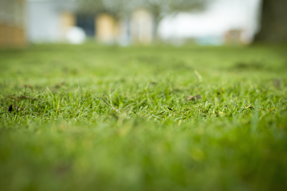 Top Summer Lawn Care Tips for Long Island