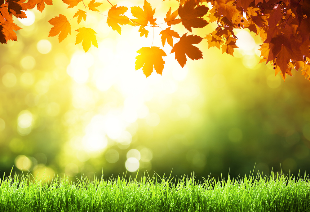 Fall Lawn Care Tips for Long Island Homes